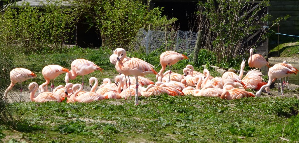 Chilean flamingos snooze in the sun