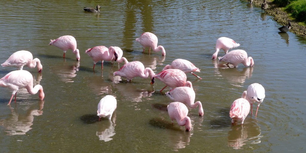 lesser flamingos filter feeding