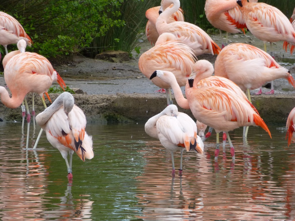 Two's company... young flamingos band together until they get their own bright pink plumage and can then integrate fully with the adults in their flock.