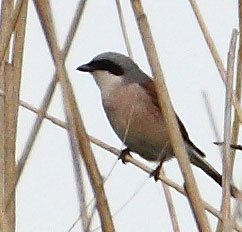 Red-Backed Shrike at WWT London Wetland Centre - Mike Powney