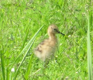 Black-tailed godwit chick by Tom Rosselli