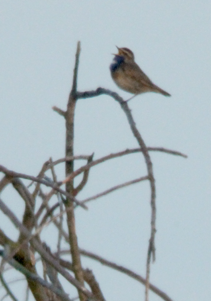 male White spotted Bluethroat singing  (T. Disley)