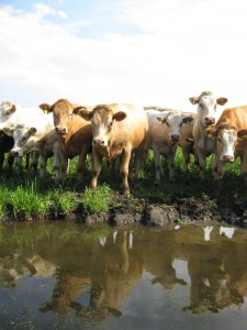 Cattle on the reserve