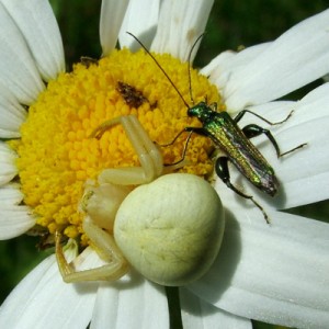 Crab spider and Swollen-thighed beetle - Philip Briggs
