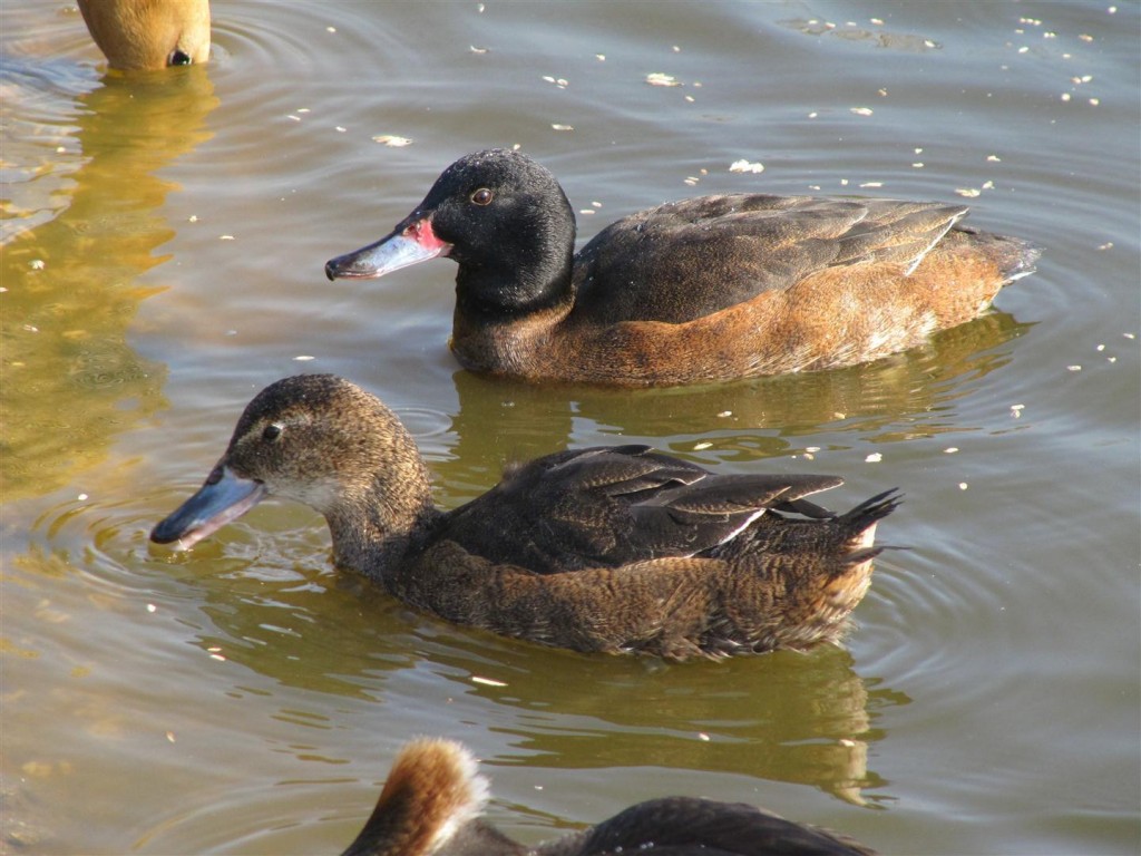 Black-headed duck pair