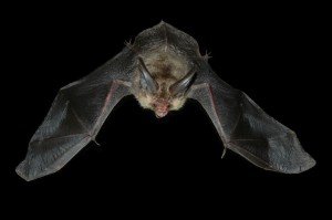 A long-eared bat by James Lees