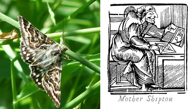 Mother Shipton moth (Philip Briggs) and Mother Shipton
