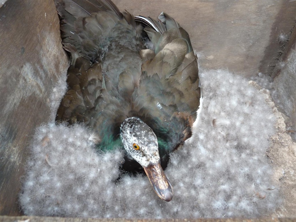 White-winged wood duck on nest