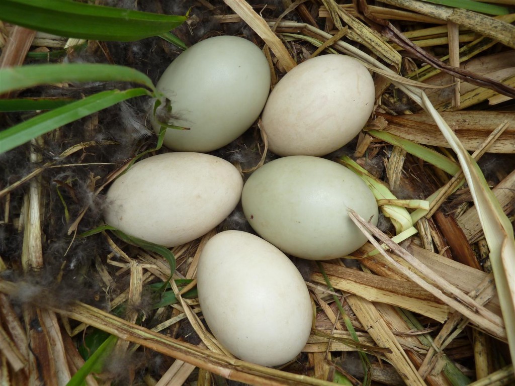 Parasitised Canvasback