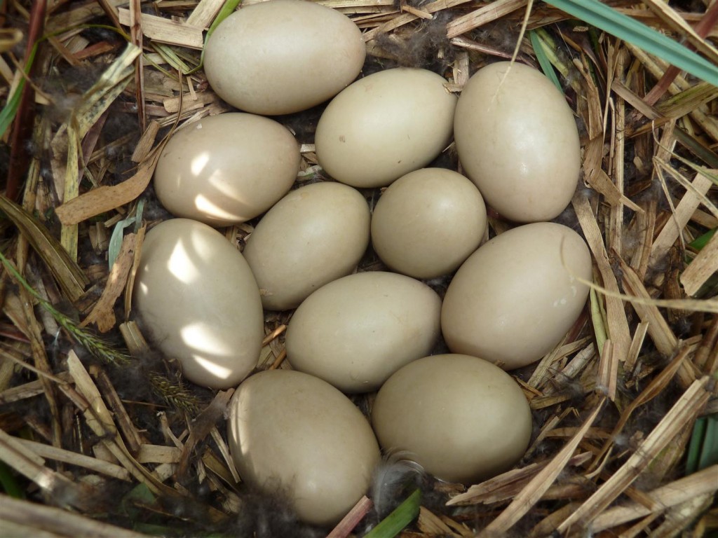 A 90% fertile clutch of Greater Scaup eggs.