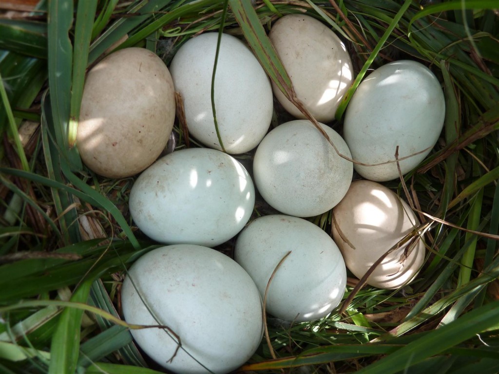 Parasitised Maccoa nest