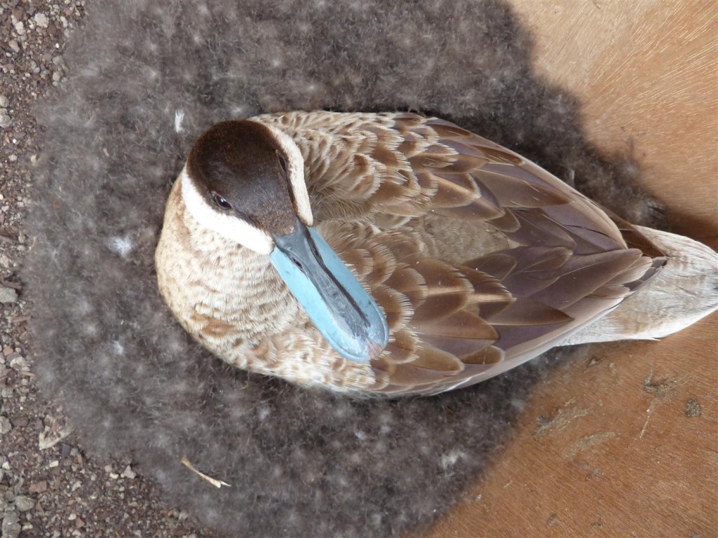 Puna teal incubating