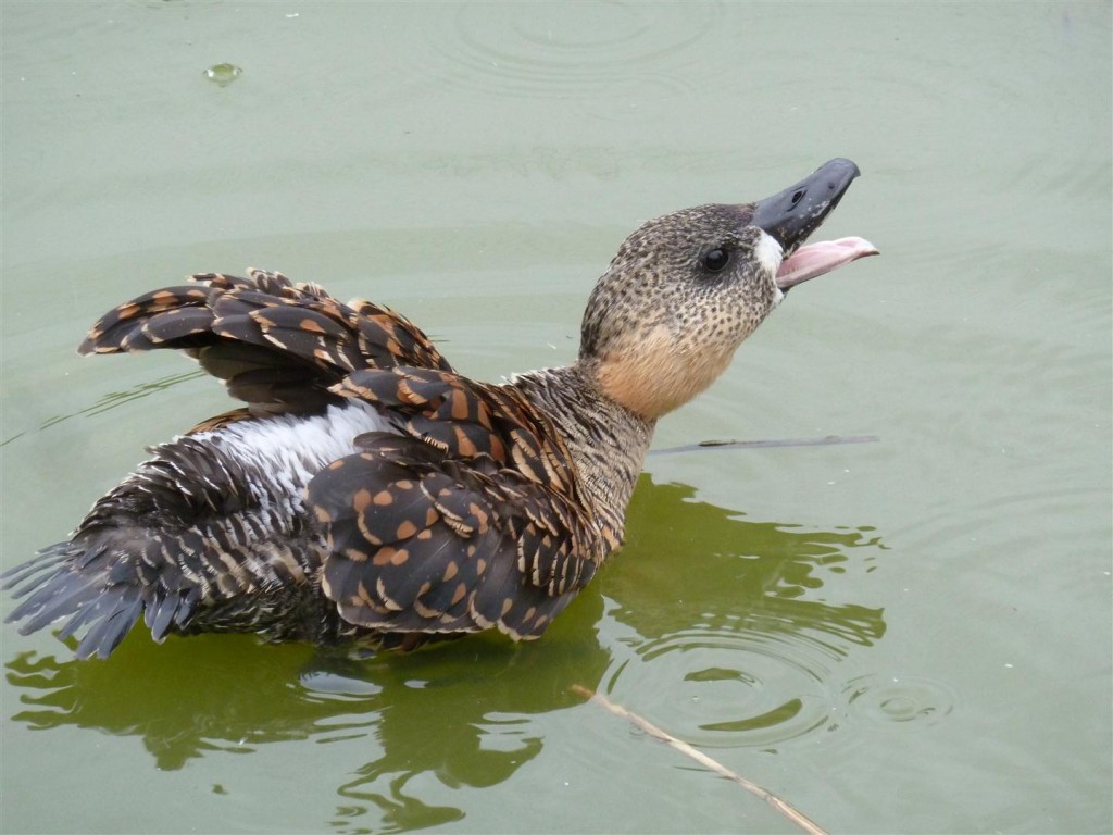 Aggressive male white-back defending nest