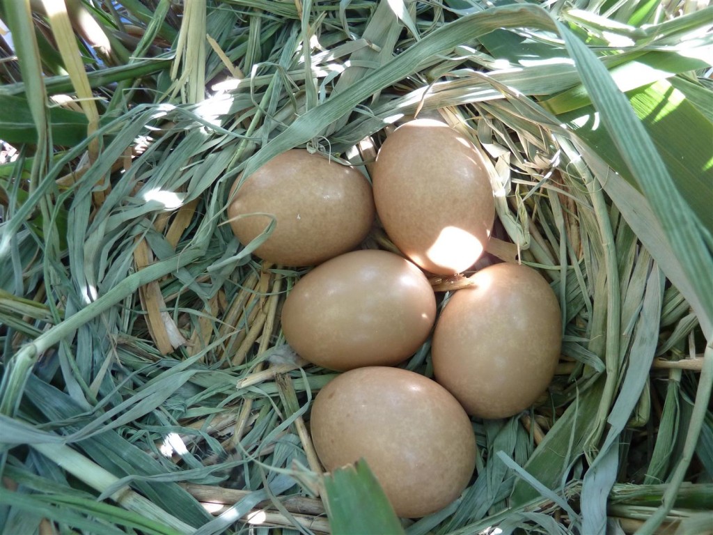 White-backed duck eggs