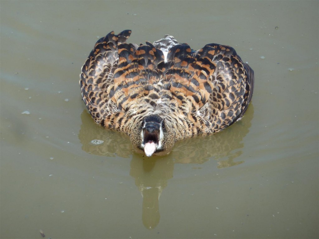 Aggressive male white-back defends nest