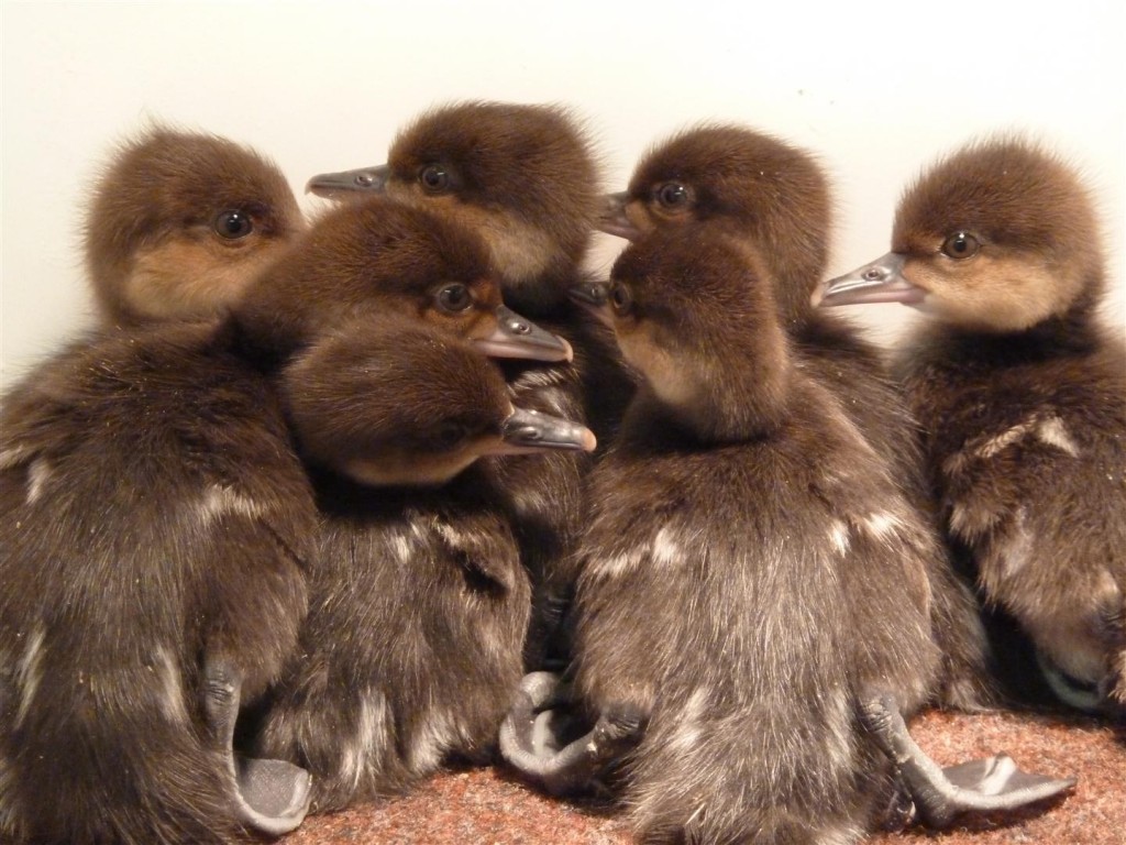 7 Hooded Mergansers from the Slimbridge aviaries.