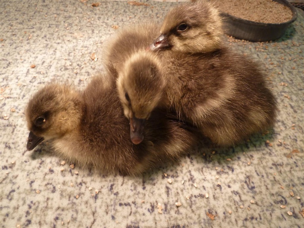 European white-fronted goslings.