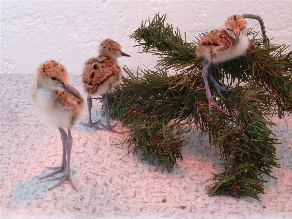 3 nonchalant looking blackwinged stilts