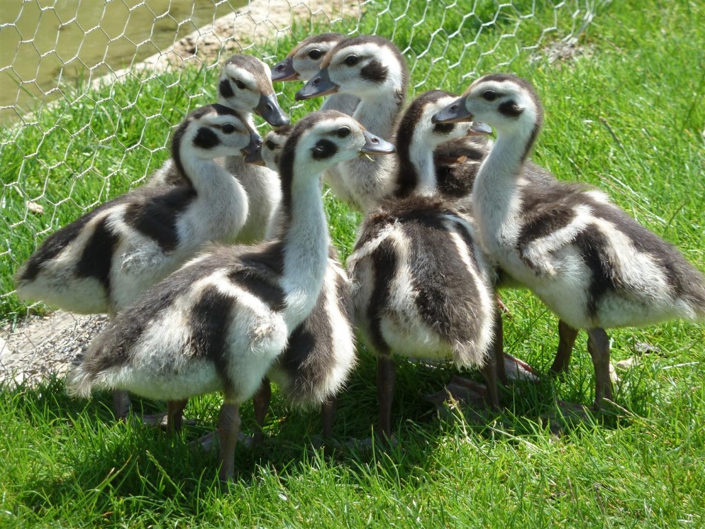 7 stunning Orinoco goslings