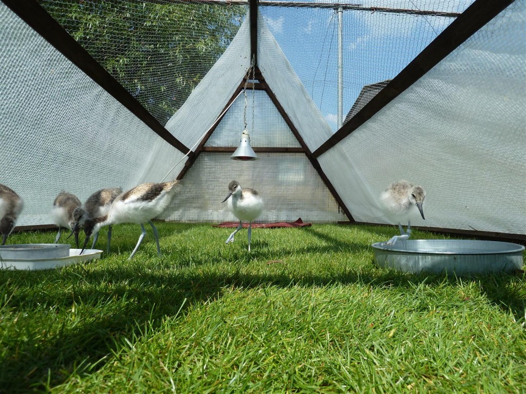 The avocet run