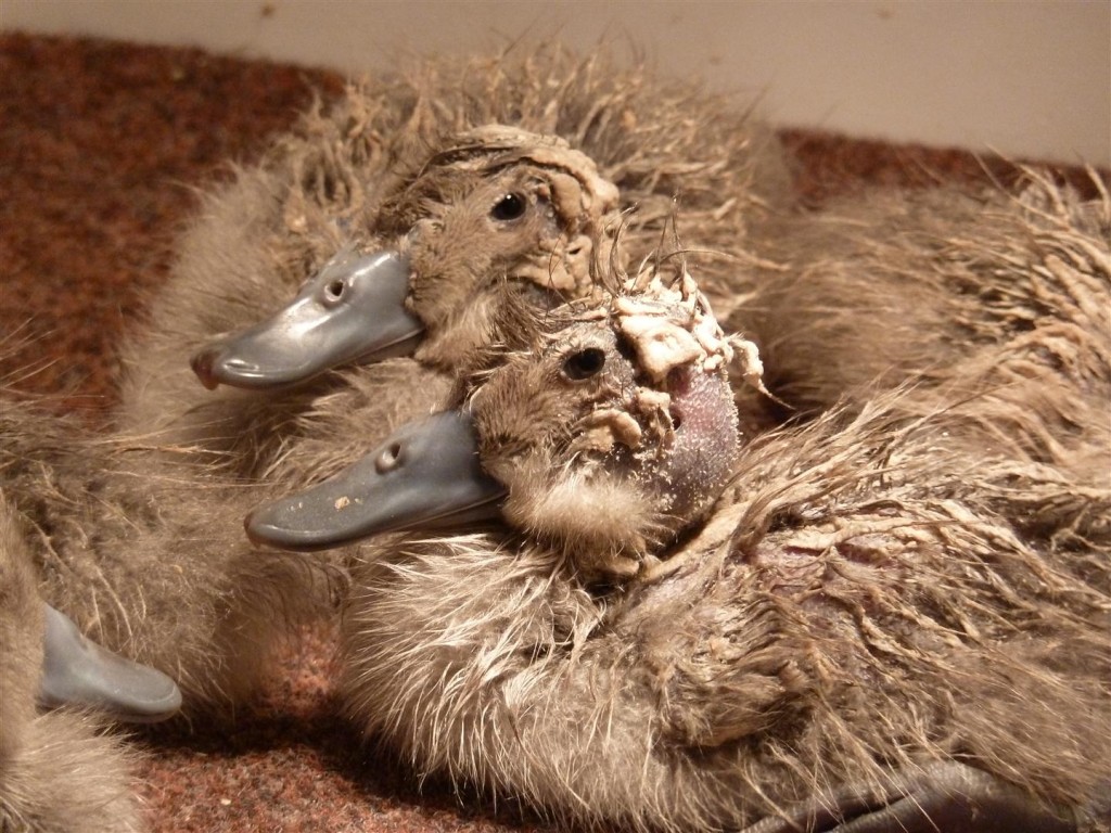 Freckled ducks exhibiting 'standard' mess levels...