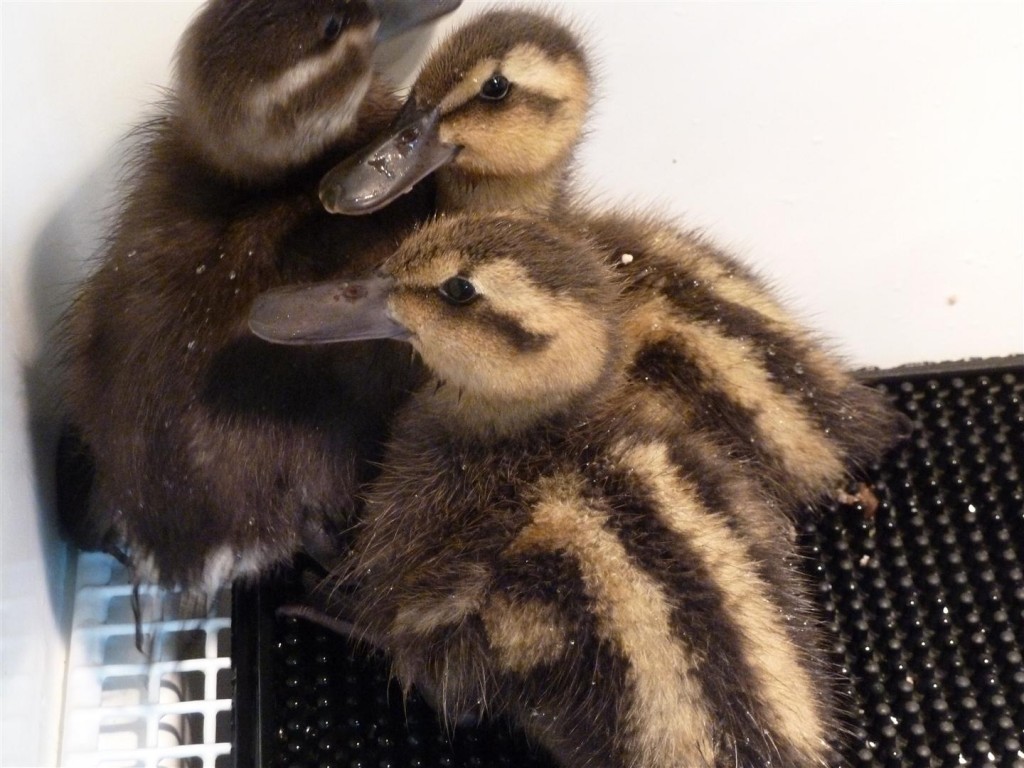 2 black headed ducklings.