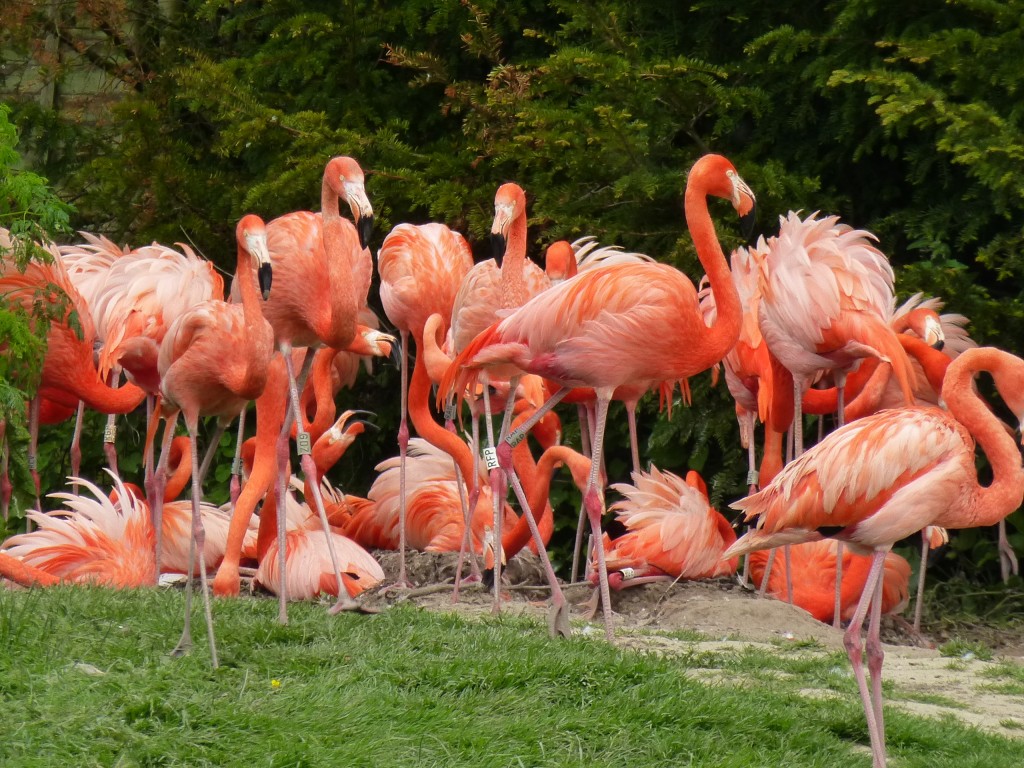 When the birds start to think about nesting there is normally a lot of squabbling, arguing and bickering with neighbours, as can be seen!