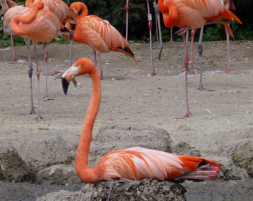 This bird has the right idea! A Caribbean flamingo at WWT Slimbridge has made a perfect nest in the middle of the nesting area and settles down for its incubation time.