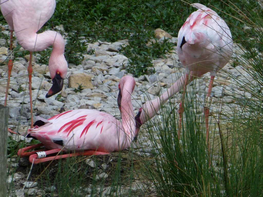 Three lesser flamingos squabbling over nest building activities at WWT Slimbridge.