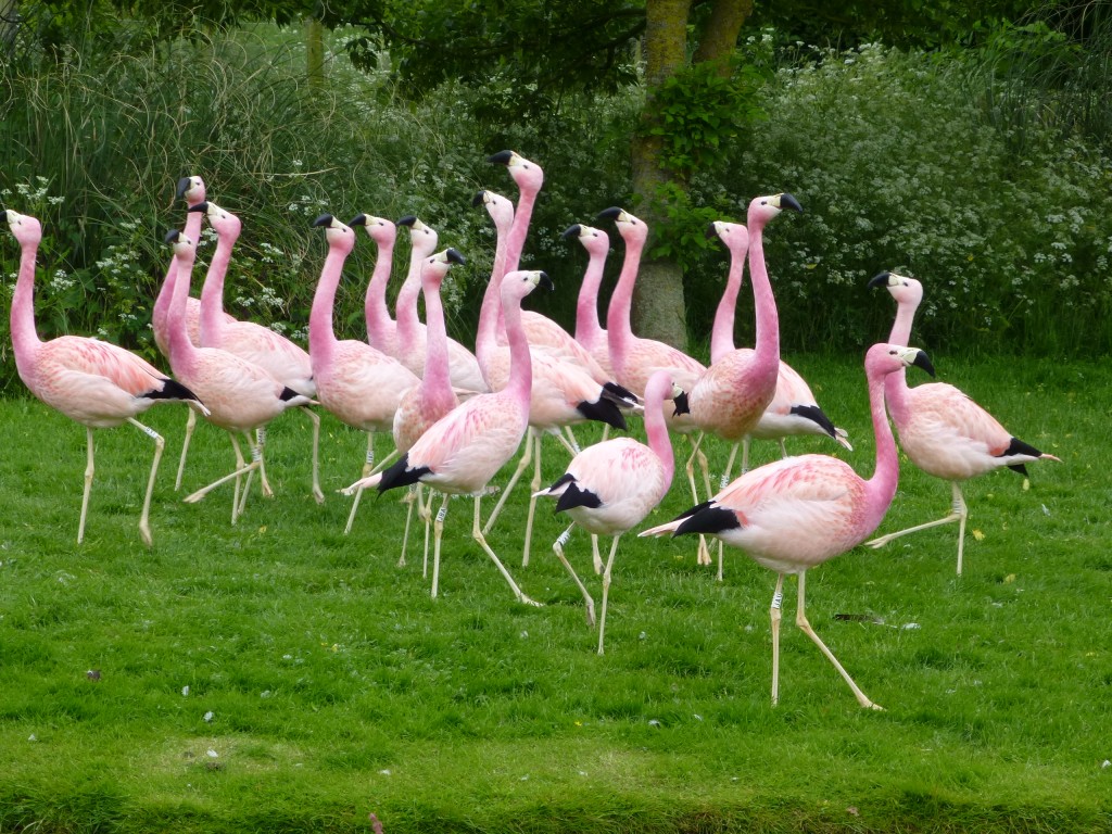 Exhibit B; one flock of excited flamingos.