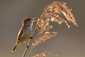 Reed warbler by Julia Eyles