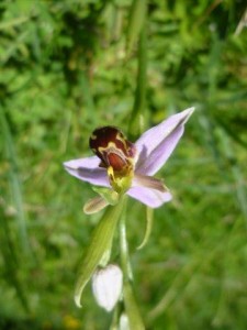 Bee orchids were growing in the wet meadow.