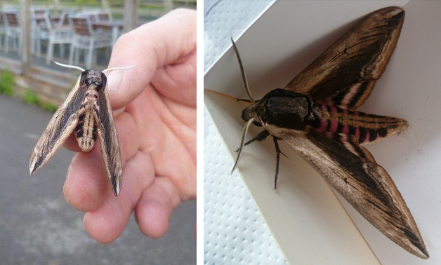 Privet Hawkmoth, one of Britains largest moth species sits on Paul Stevens hand.