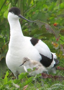 Last year’s successful avocet mother by James Lees