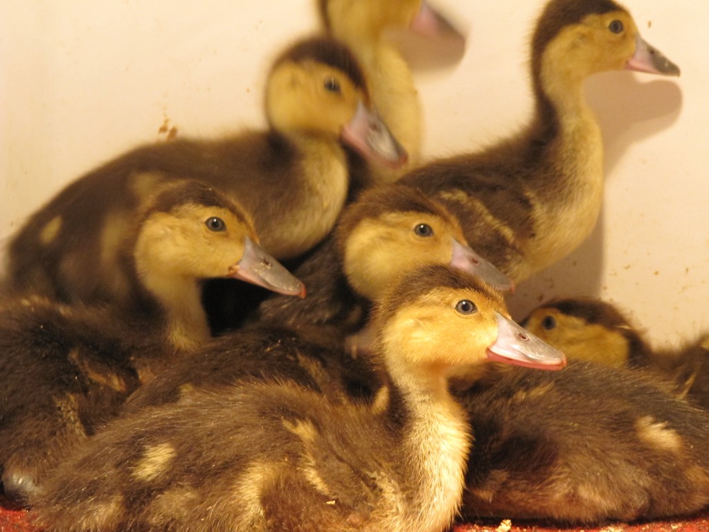 The Baers at 3 weeks of age.