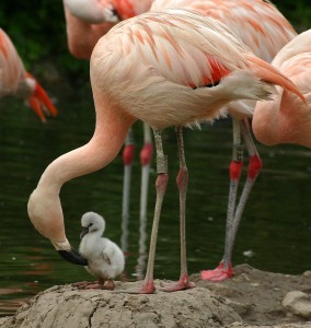 Flamingo mother with chick taken in a previous year by Derek Cropton