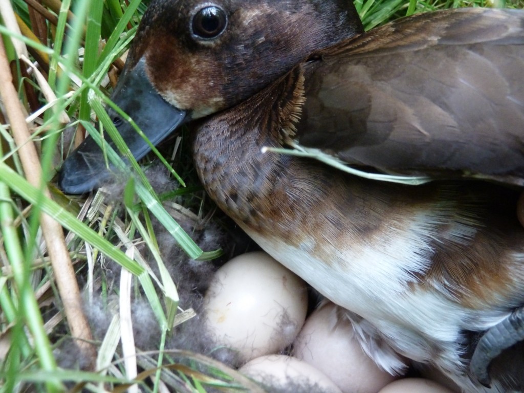 A Baers pochard female hunkering down on her nest.