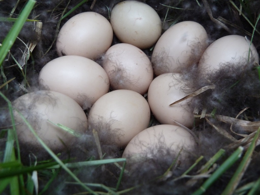 The full clutch of eggs.