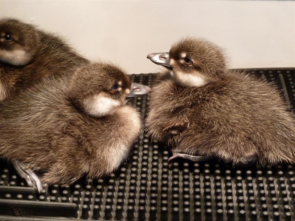 Two of 5 Longtailed ducklings raised this Summer.