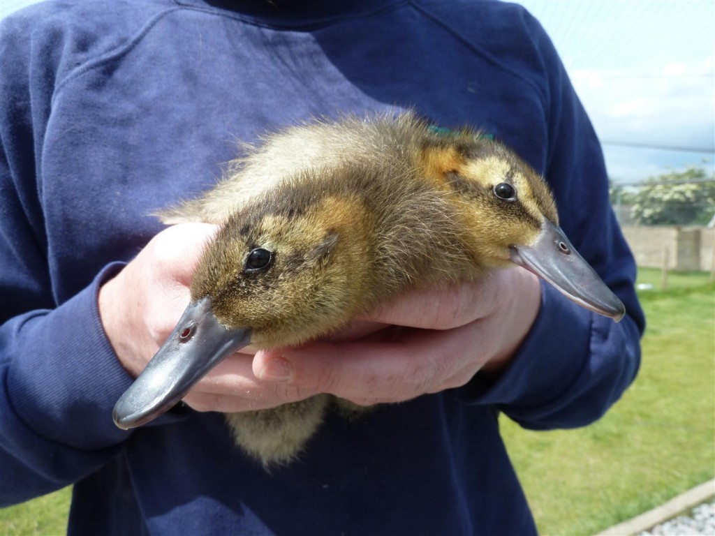 2 black-headed or cuckoo ducklings.