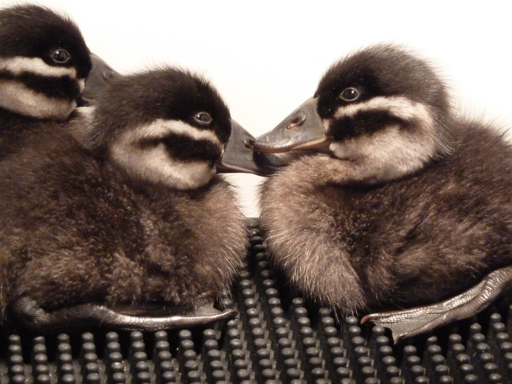 2 White-headed ducklings, a rare sight in 2013!