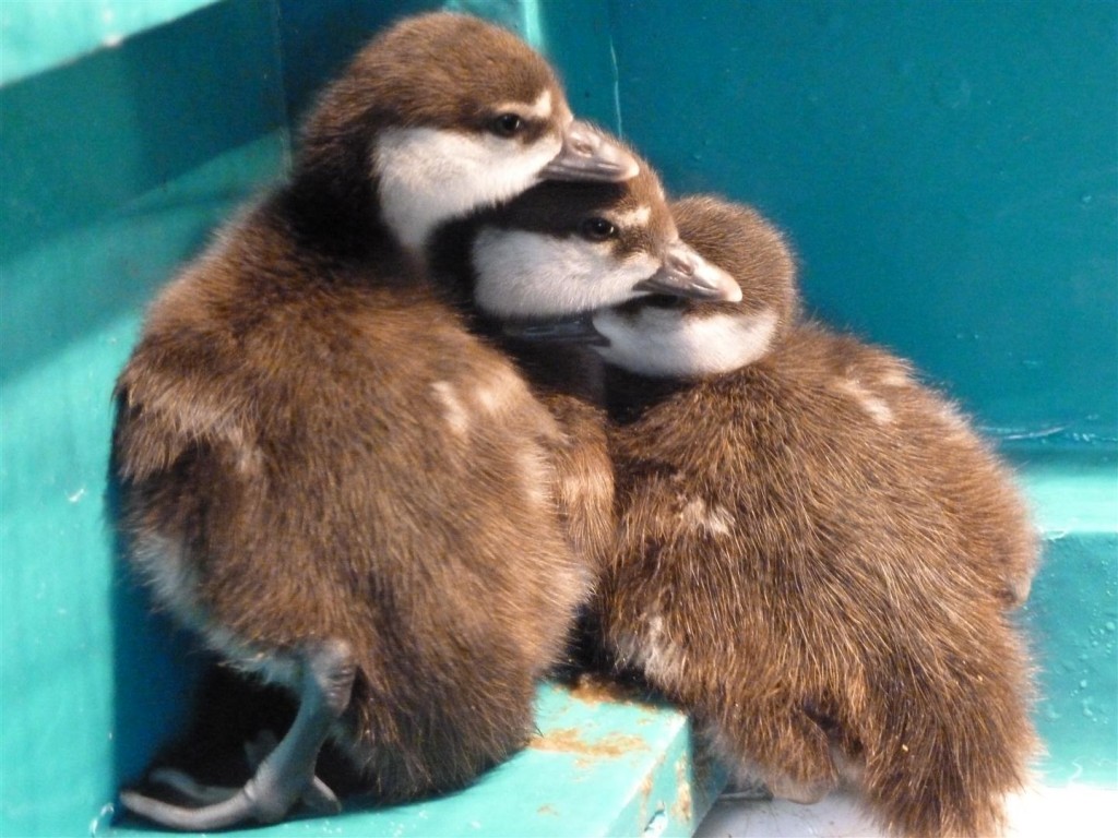 3 beautiful Harlequin ducklings hatched from eggs from WWT Arundel.