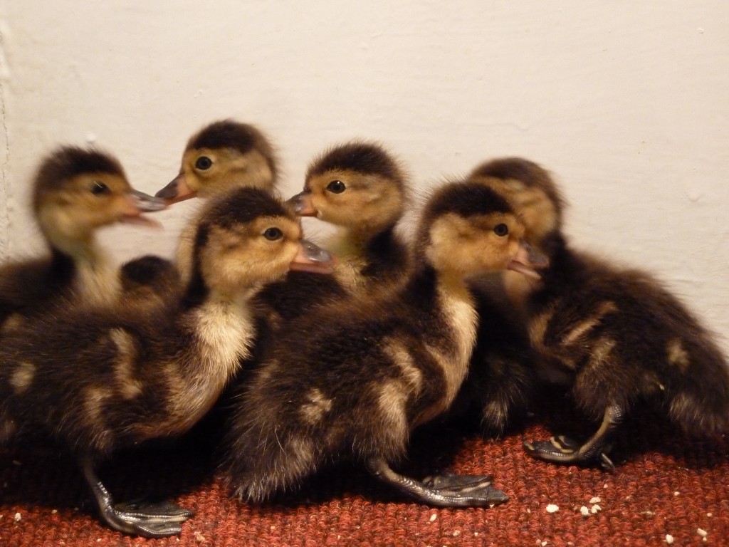 The 7 little beauties that hatched out successfully.