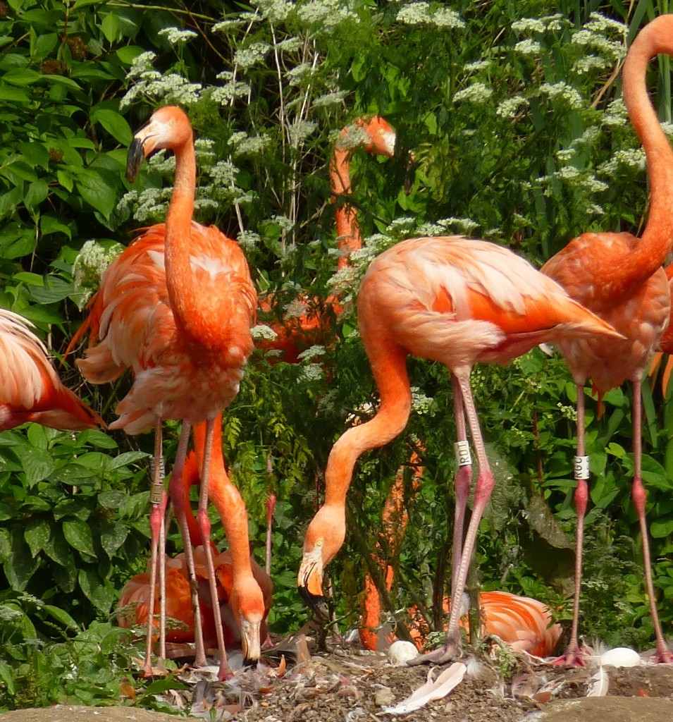 There are new chicks in their somewhere. Parent and neighbour flamingos check out the new arrival that sits amidst a mass of pink legs.