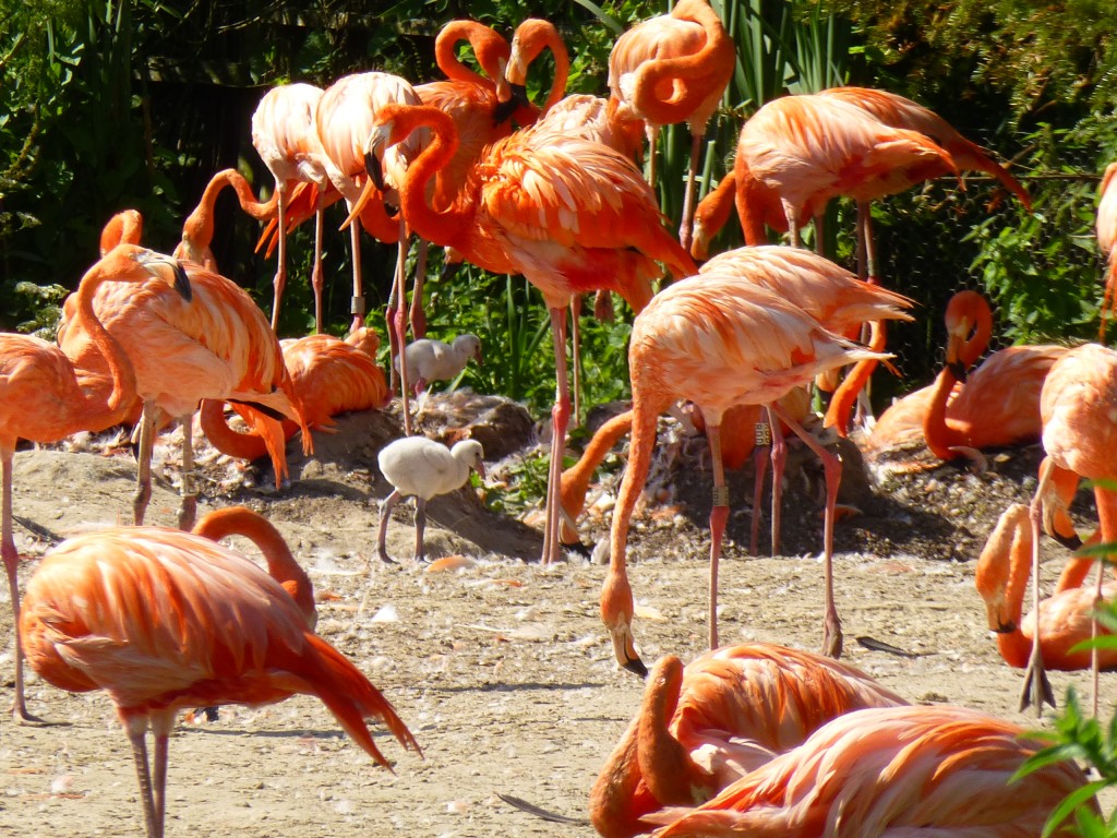 This slightly older chick has darker legs and a beak that is starting to think about bending down in the characteristic flamingo way.