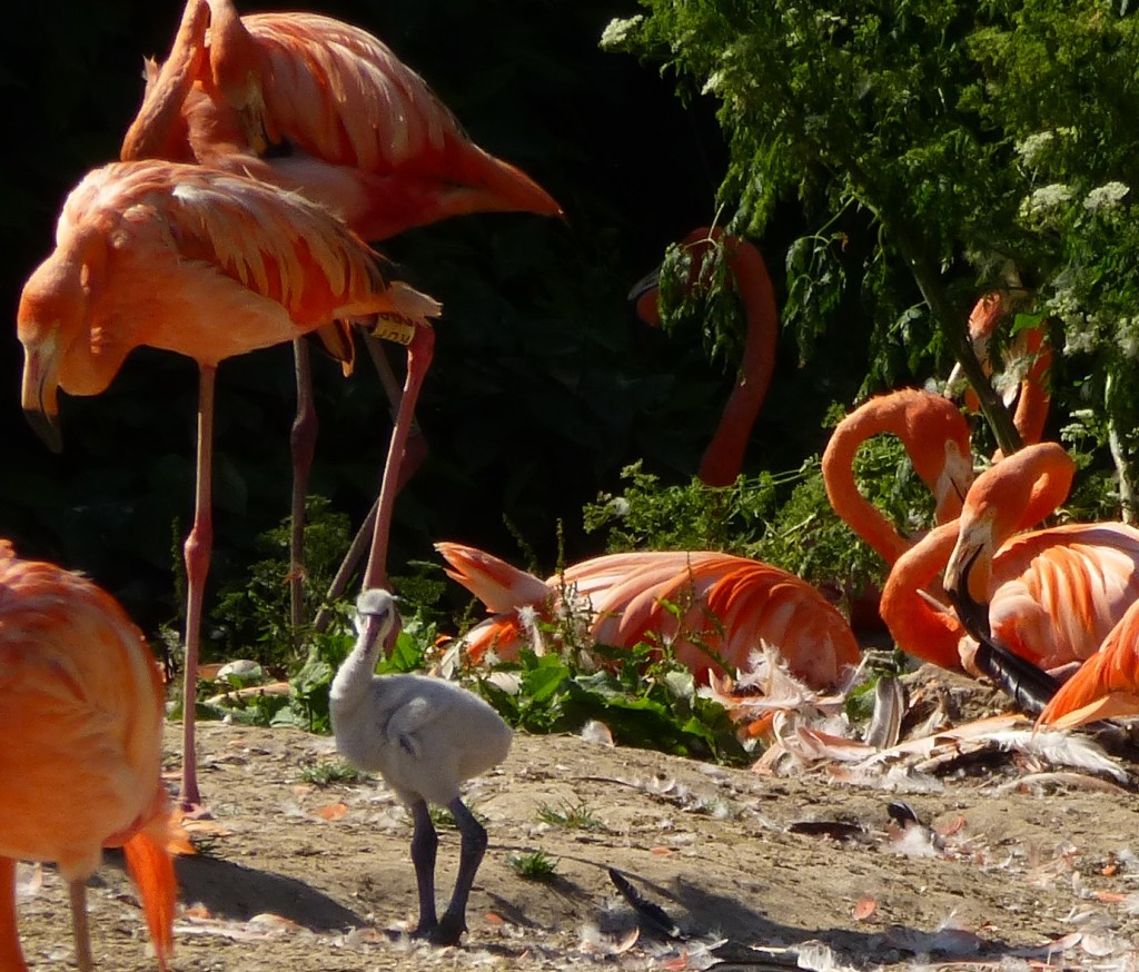 A long way to grow up. This chick will be fully mature at around three years of age. But with the amazing lifespan of the flamingo, he could potentially expect to still be living at Slimbridge in 60 years time... 