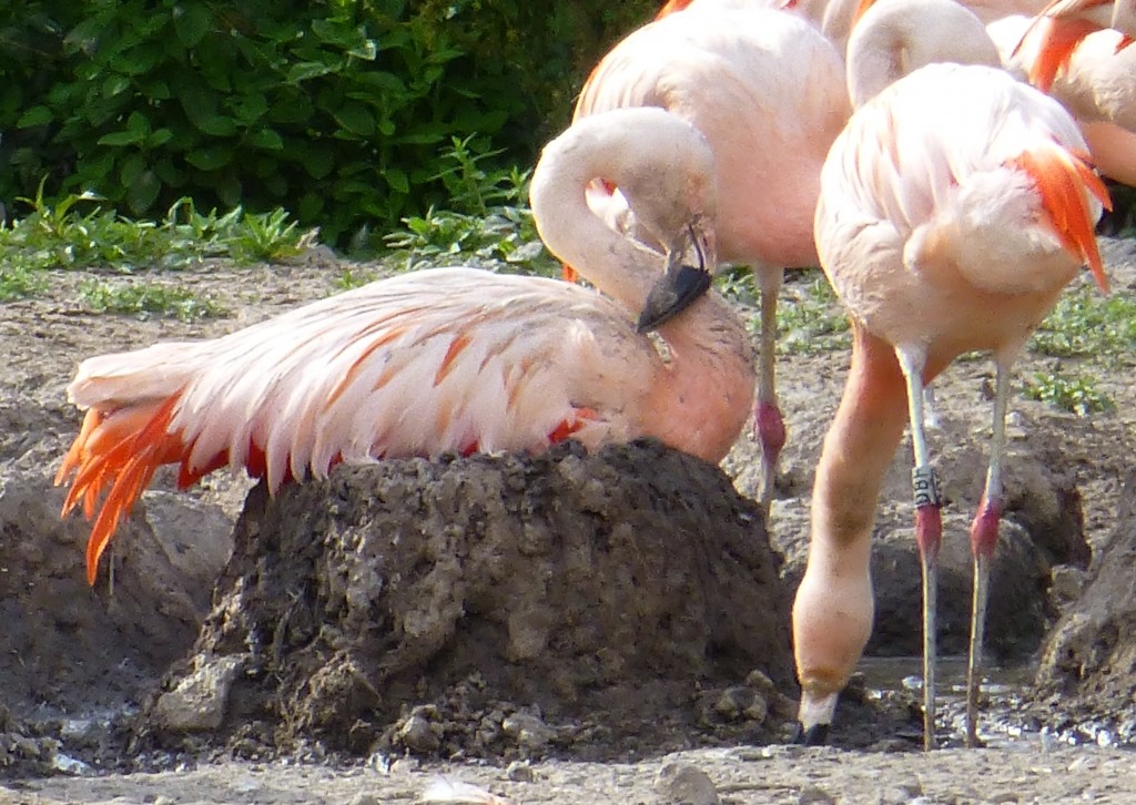 Spot the bird with the dirty neck?! This is an indication that the flamingo has been remodelling and moulding fresh mud around its nest, thus making it higher and higher...