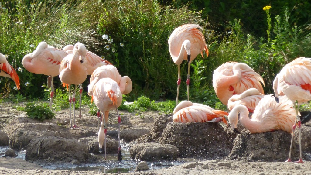 Compare the "bespoke" nest made by the flamingo that is sat on its nest mound, to the very much flatter mounds that are prepared by the avics to encourage breeding. 