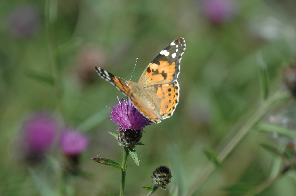 A Painted Lady Butterfly at Slimbridge taken by James Lees