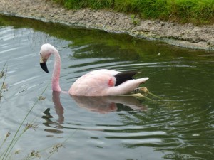 Flamingo floating